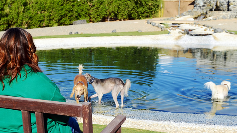 Bark Park in Dubai, UAE