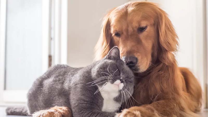 Top 5 Pet Insurance Providers in the UAE : Safeguarding Your Furry Friends